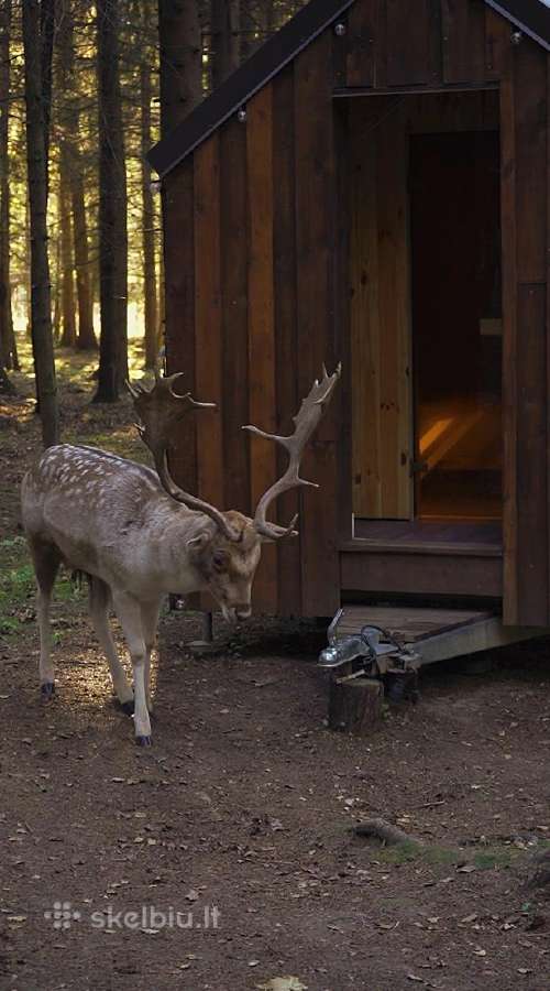 Ramus poilsis dviems miško apsuptyje - nuotraukos Nr. 7