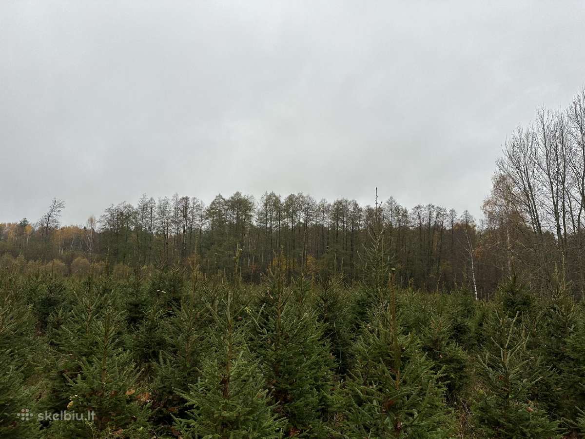 Kalėdinės eglės. Kėniai, sidabrinės,lietuviškos. - nuotraukos Nr. 11