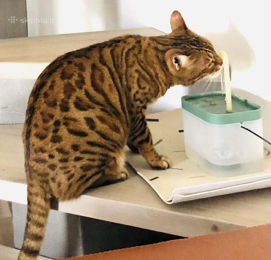 Parduodamas Fontanėlis grand katinėlio svajonė