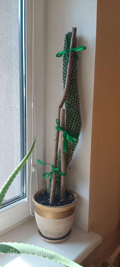 Didelis kaktusas