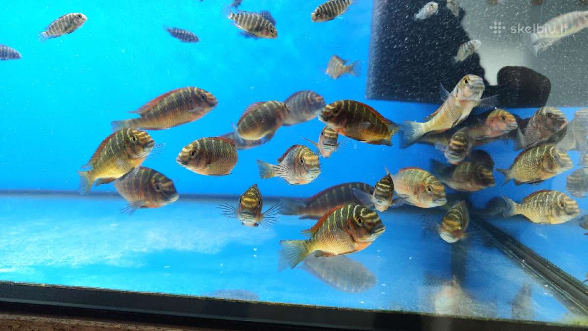 Tropheus Duboisi - nuotraukos Nr. 8
