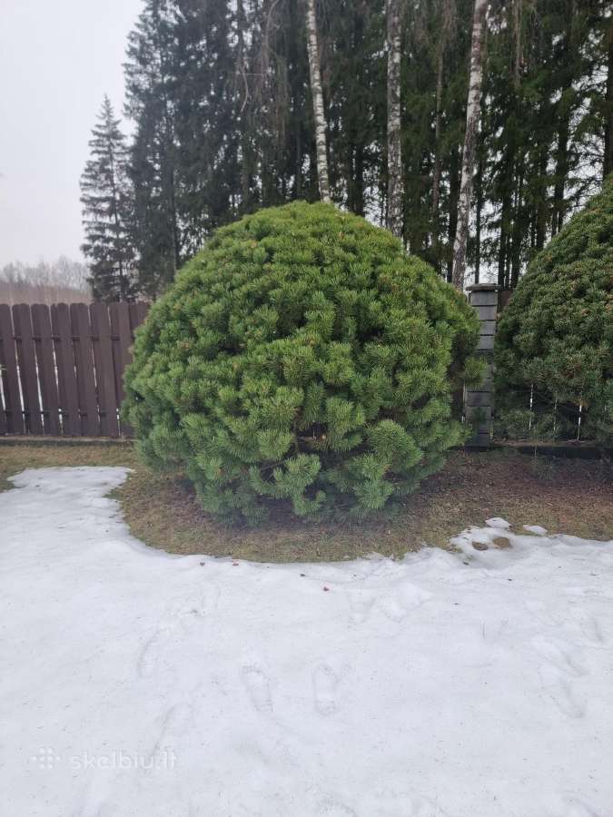 Pušų Nivaki genėjimas - nuotraukos Nr. 8