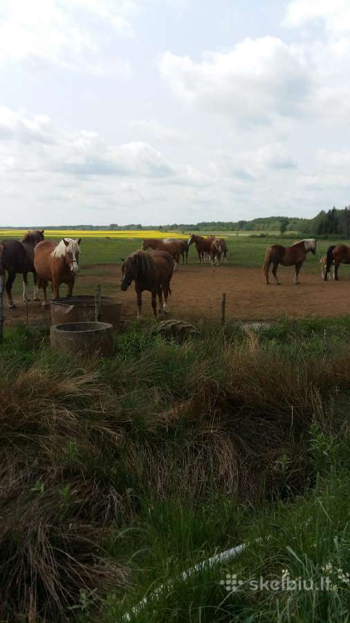 Parduodu Lietuvos sunkiųjų veislės arklius - nuotraukos Nr. 2