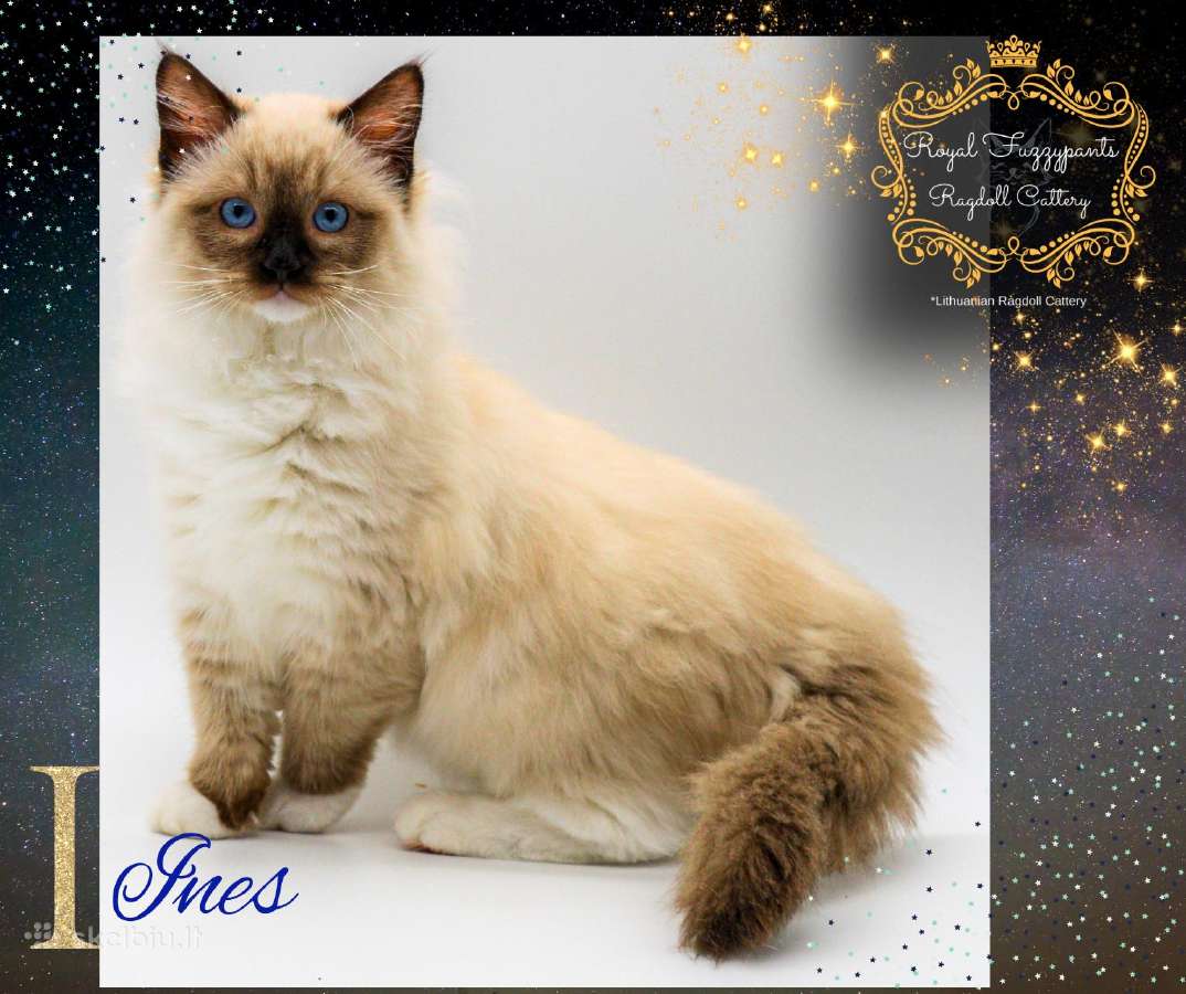 Ragdoll Veislynas Rezervacija - nuotraukos Nr. 2