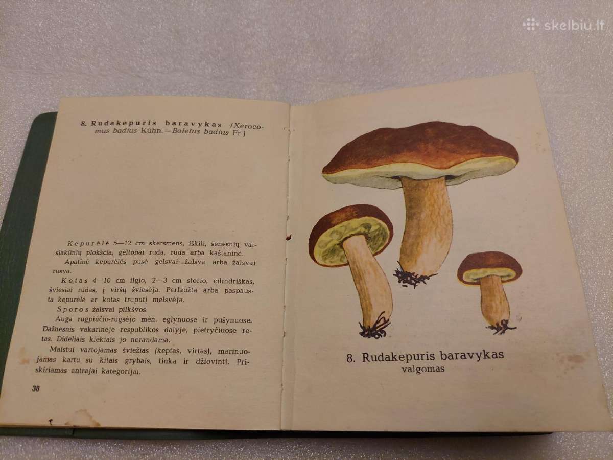Grybai - nuotraukos Nr. 4