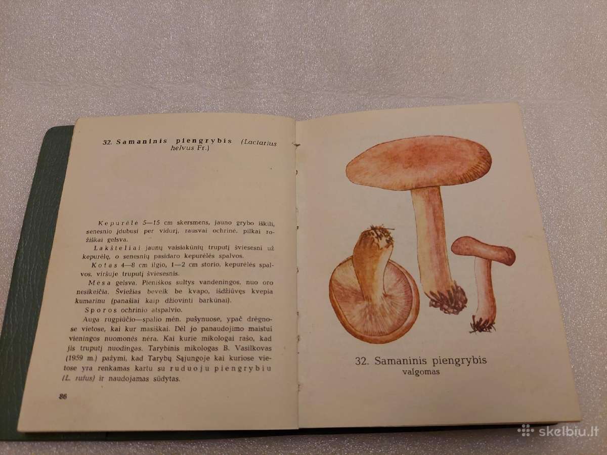 Grybai - nuotraukos Nr. 5