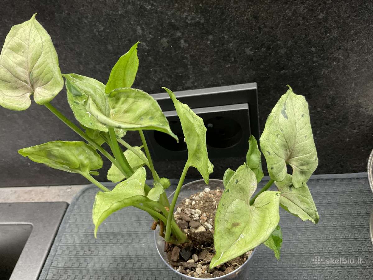 Syngonium Gray Ghost - nuotraukos Nr. 2