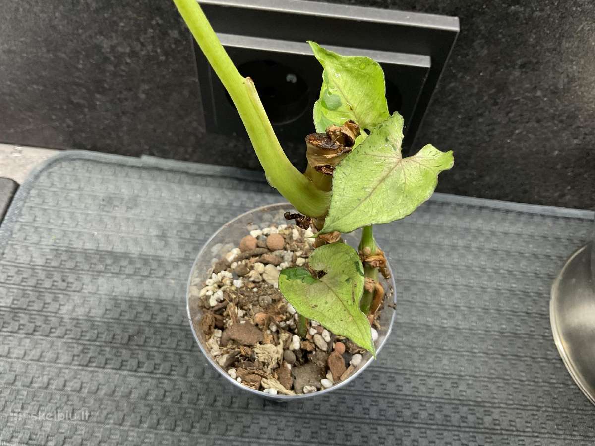 Syngonium Gray Ghost - nuotraukos Nr. 3
