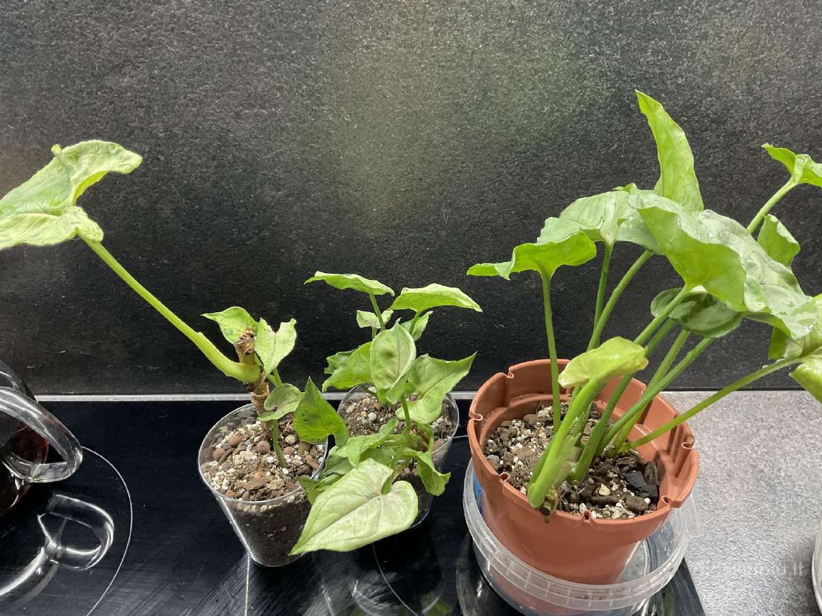 Syngonium Gray Ghost - nuotraukos Nr. 4