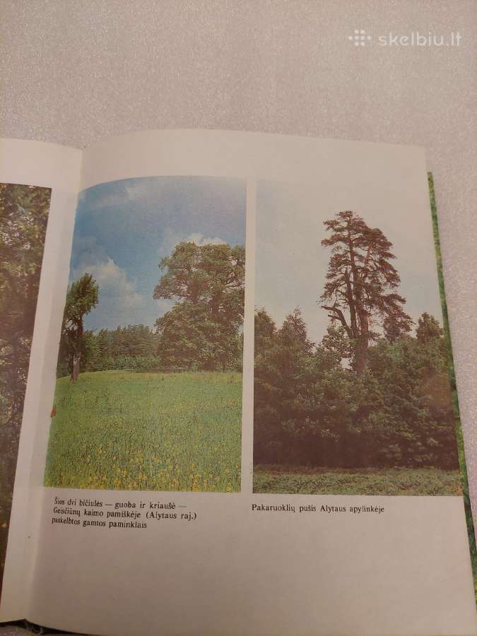 Miško pasaulis - nuotraukos Nr. 5