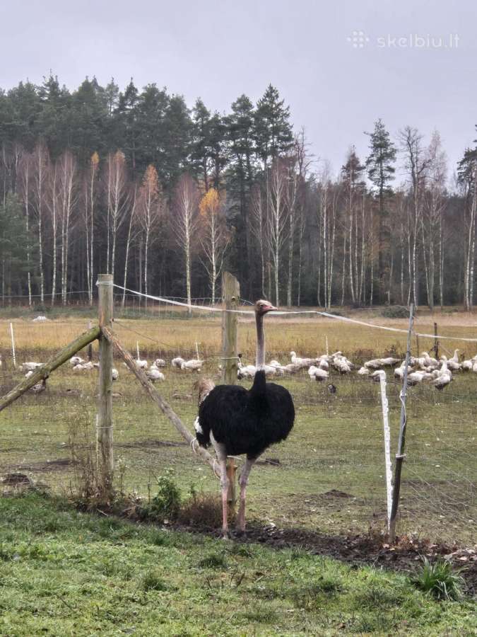 Parduodu 4 metų amžiaus afrikinį strutį.