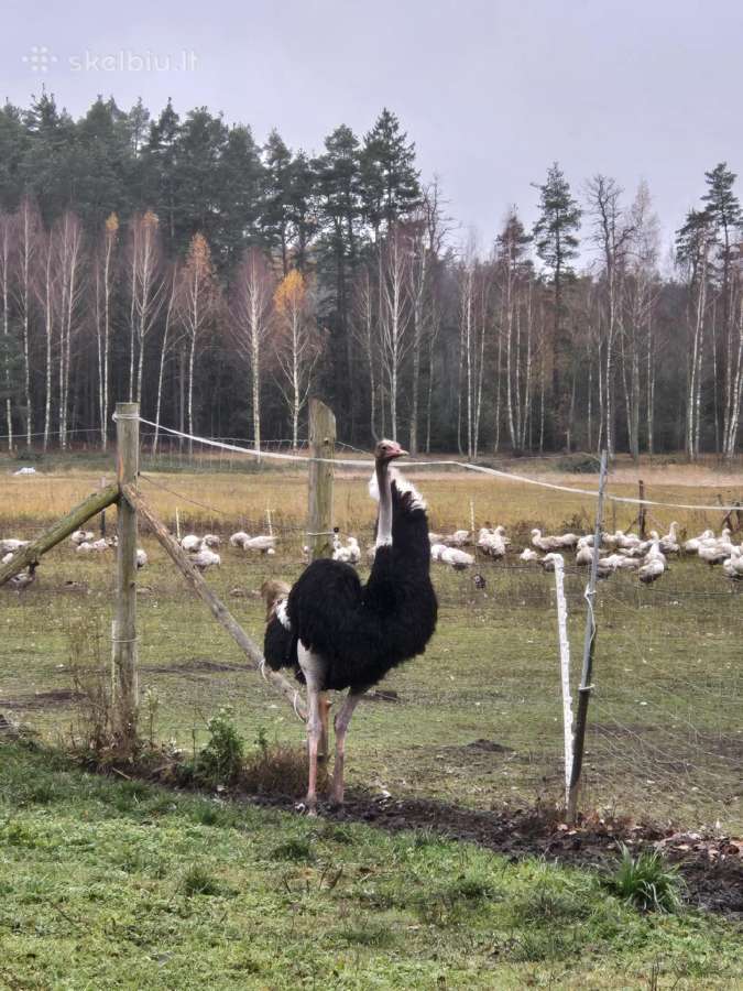 Parduodu 4 metų amžiaus afrikinį strutį. - nuotraukos Nr. 2