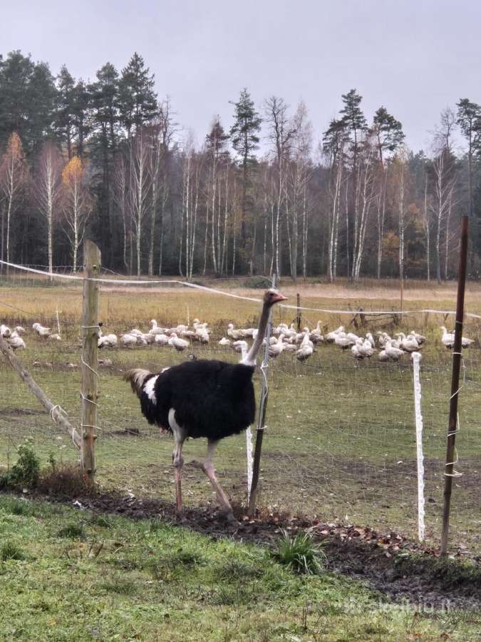 Parduodu 4 metų amžiaus afrikinį strutį. - nuotraukos Nr. 3