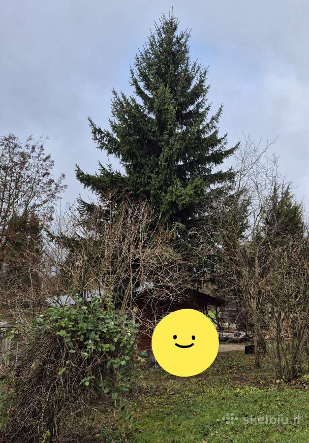 Dovanojame Kalėdinę eglę