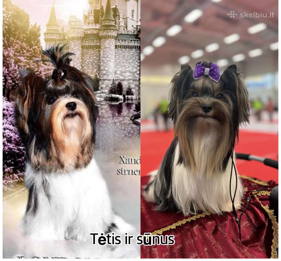 Kilmingas byverio terjeras kergimui - nuotraukos Nr. 16