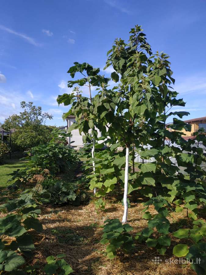 Paulovnija (Paulownia) Pao Tong Zet-07 (hibridas)