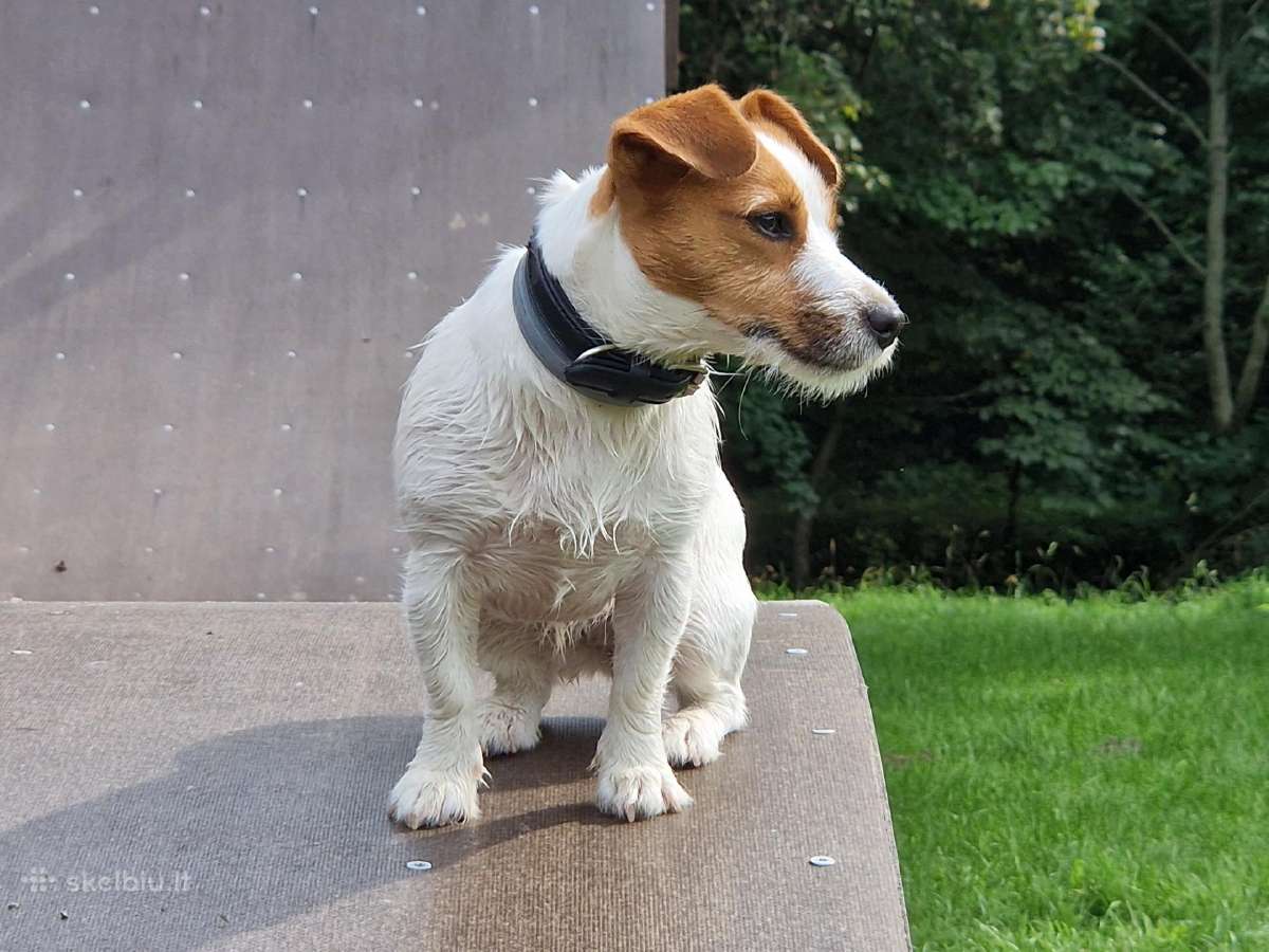 Jack Russell Terrier vada - nuotraukos Nr. 5