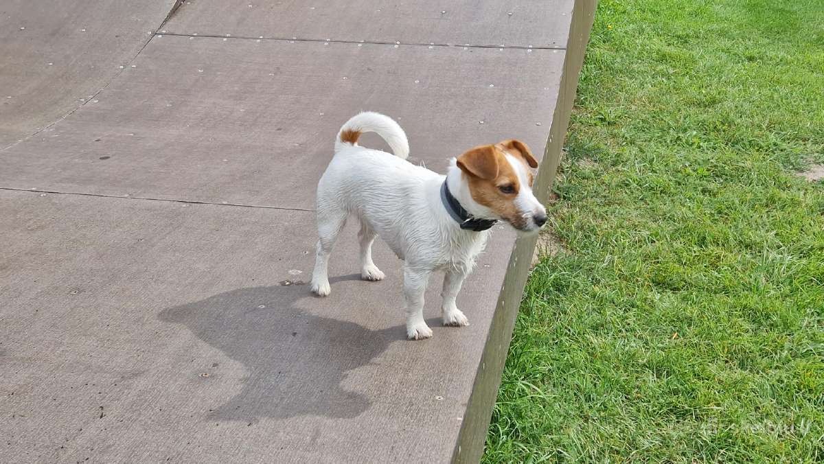 Jack Russell Terrier vada - nuotraukos Nr. 2
