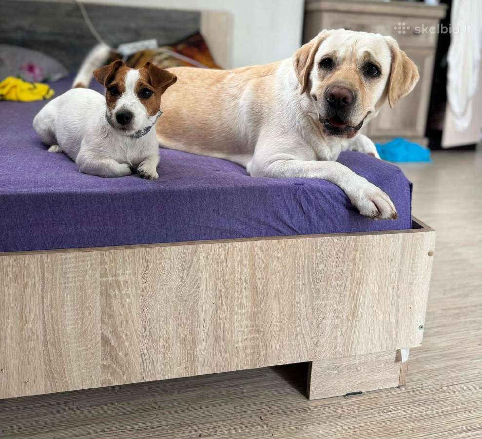 Jack Russell Terrier vada - nuotraukos Nr. 6