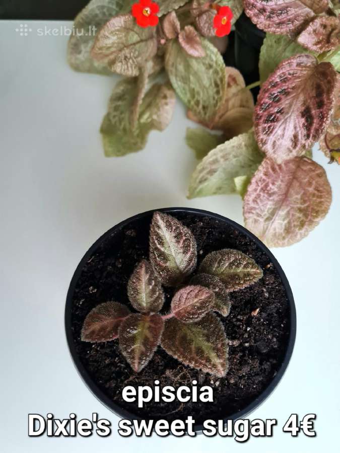 Ritlenis /episcia Dixie