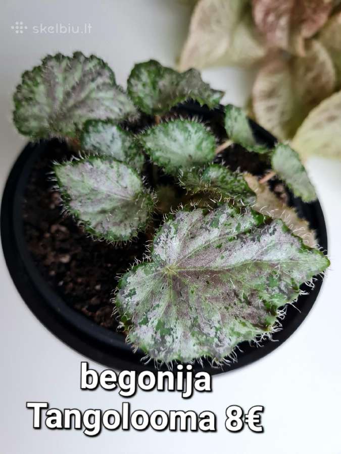 Begonia Tangolooma - Skelbiu.lt