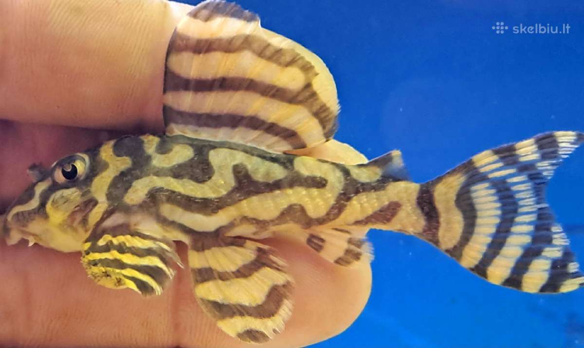 L šamai, pleco, žuvys, žuvytės - nuotraukos Nr. 2
