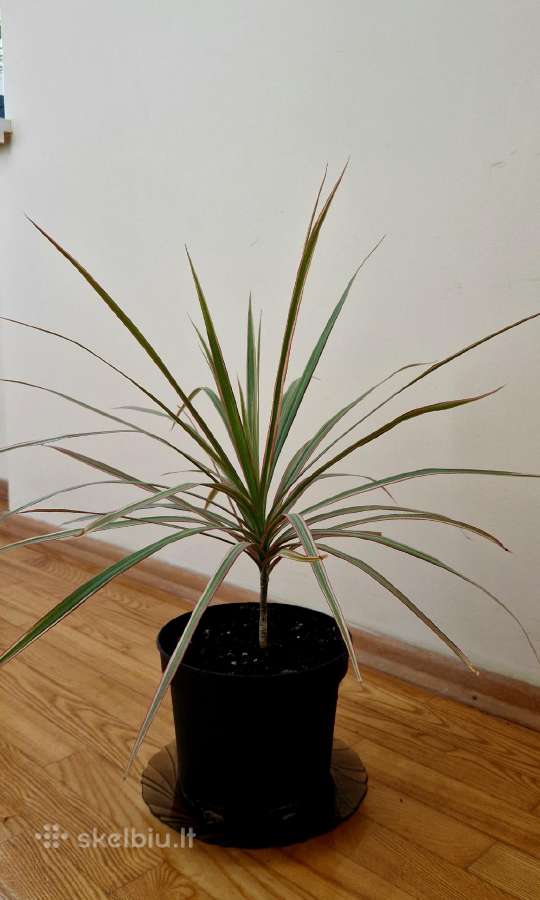 Dracena