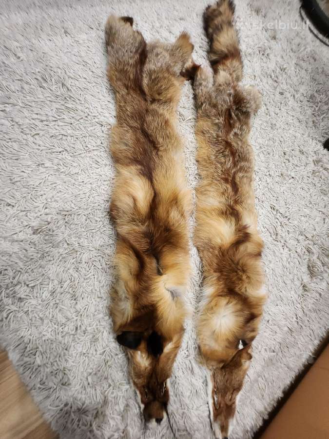 Lapės kailis.