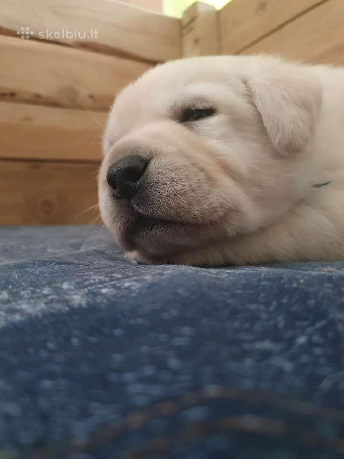 Kilmingi Labradoro Retriveriai Iš Veislyno - nuotraukos Nr. 4