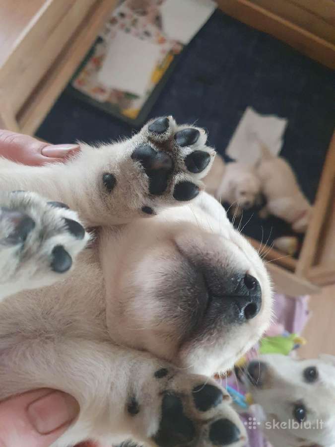 Kilmingi Labradoro Retriveriai Iš Veislyno - nuotraukos Nr. 5
