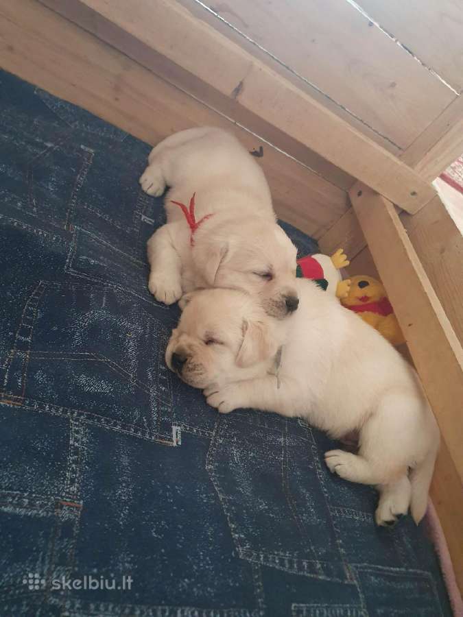 Kilmingi Labradoro Retriveriai Iš Veislyno - nuotraukos Nr. 11