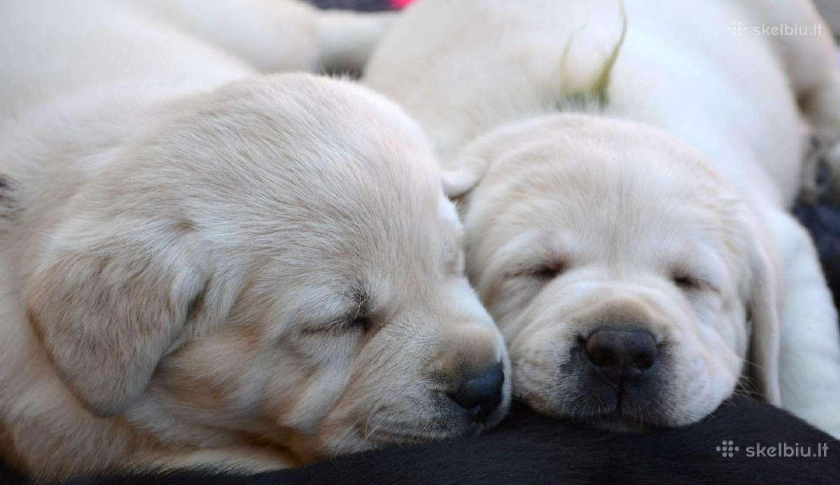 Kilmingi Labradoro Retriveriai Iš Veislyno - nuotraukos Nr. 3
