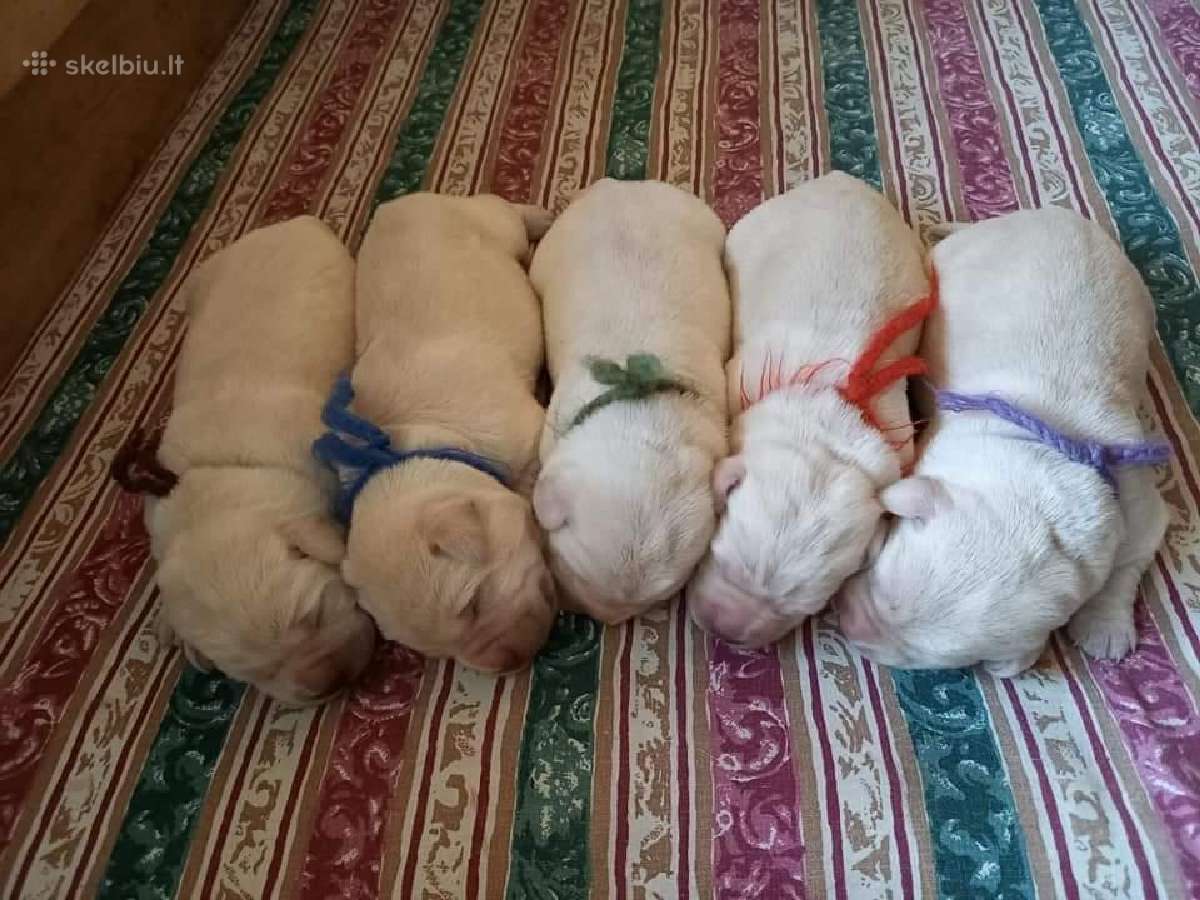 Kilmingi Labradoro Retriveriai Iš Veislyno - nuotraukos Nr. 6