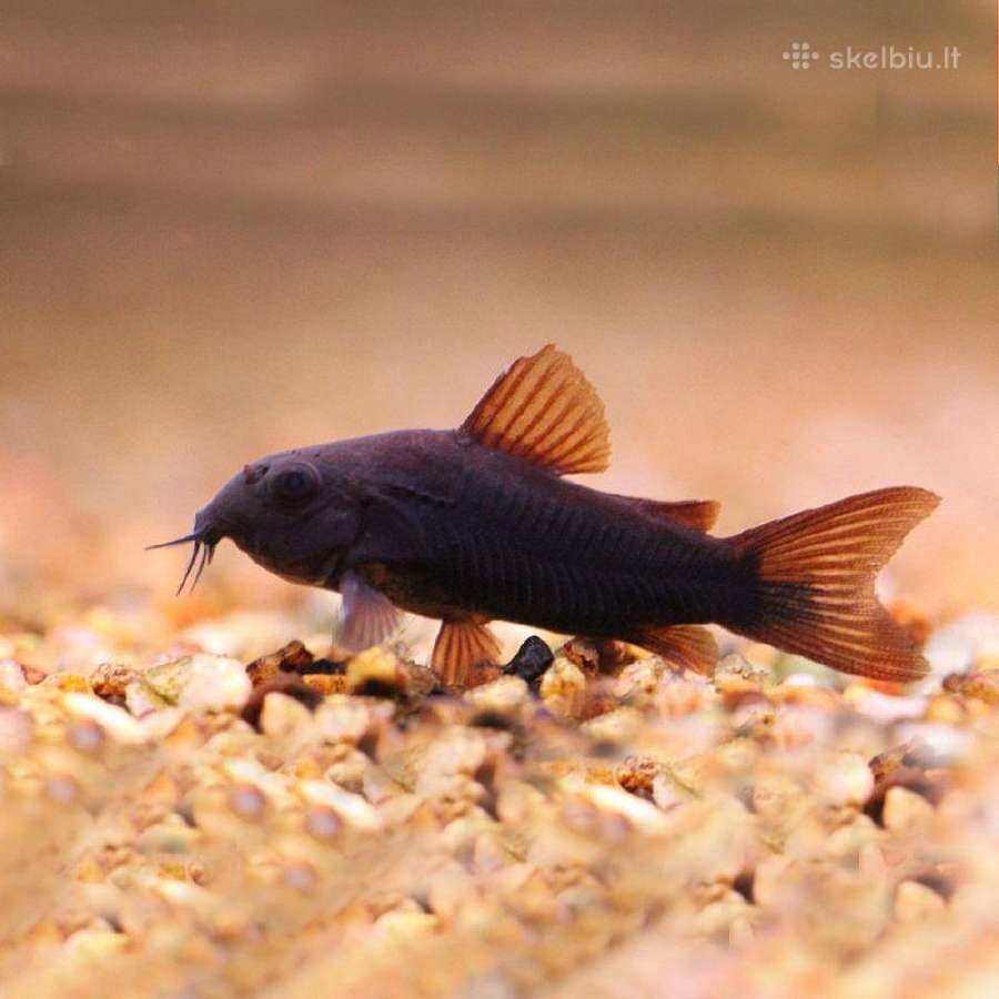 Akvariuminės žuvys - nuotraukos Nr. 8