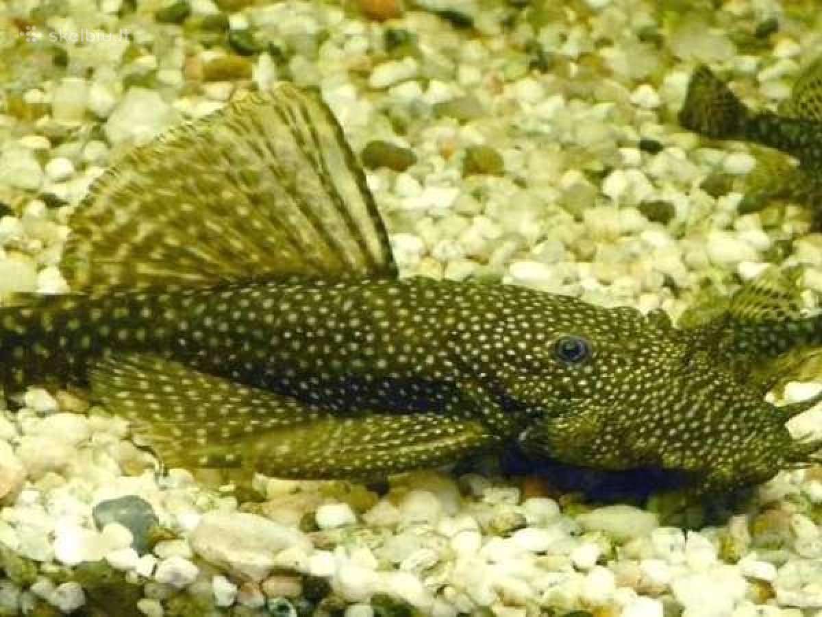 Akvariuminės žuvys - nuotraukos Nr. 9