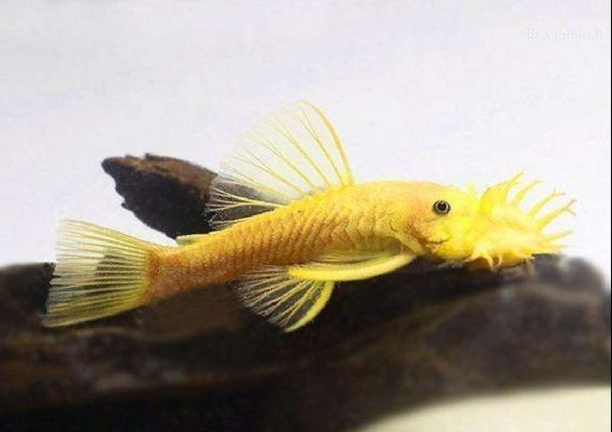 Akvariuminės žuvys - nuotraukos Nr. 10