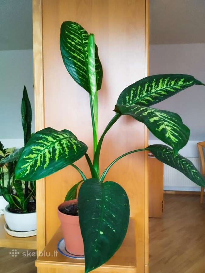 Difenbachija