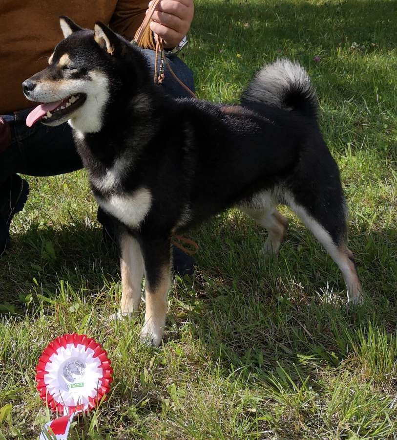 Parduodu shiba inu šuniukus - nuotraukos Nr. 9