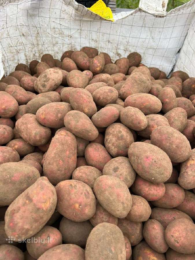 Bulvės ir kitos Daržovės i namus - nuotraukos Nr. 2