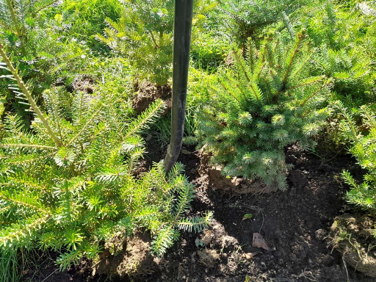 Gudobelės ir kiti nelepūs gyvatvoriniai augalai - nuotraukos Nr. 15
