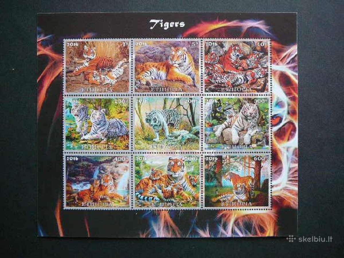 Tigrai Kates laukines Etiopija 2016 etp337