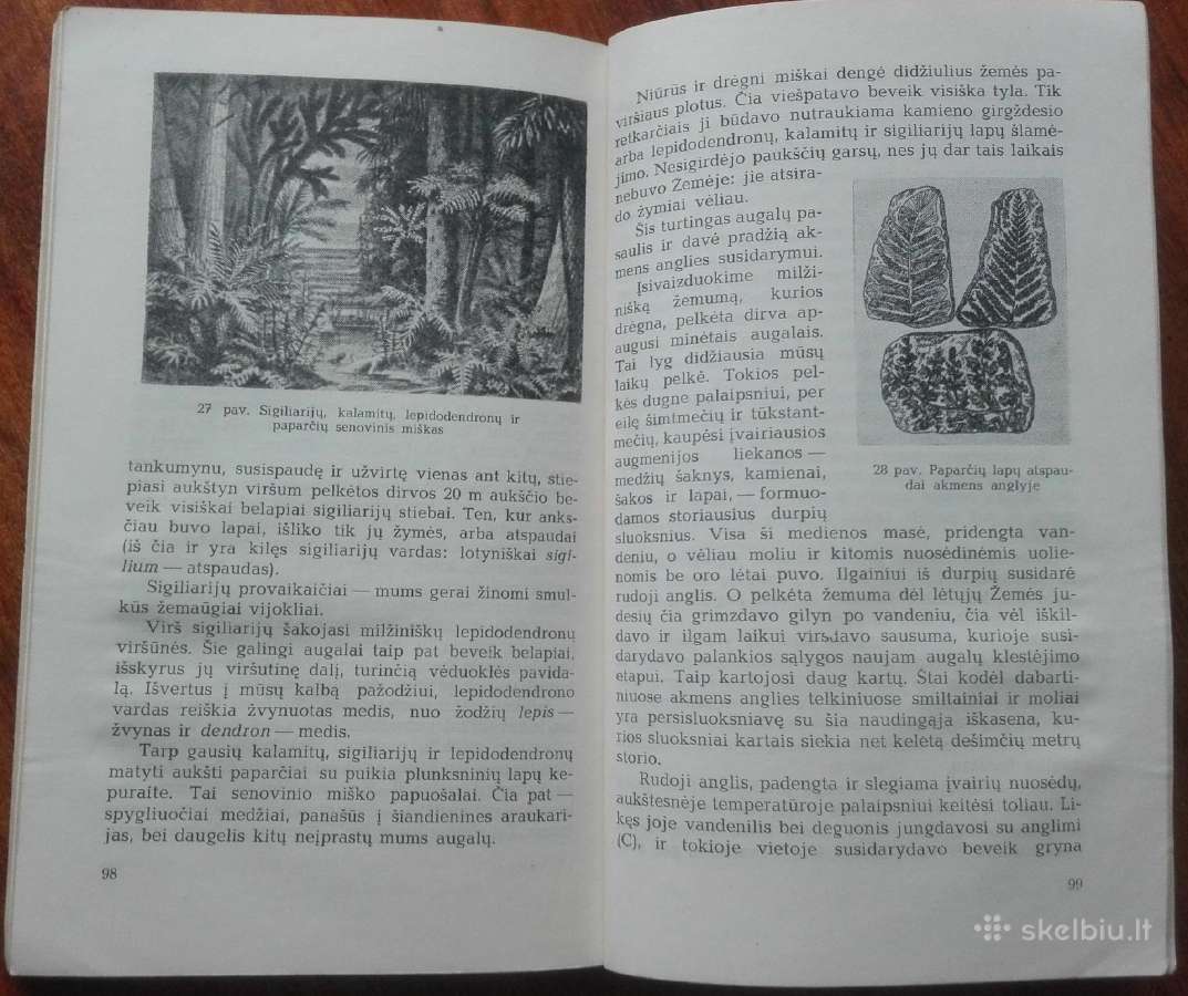 2076. Kaip Susidaro Naudingosios Iškasenos V. Vasi - nuotraukos Nr. 7