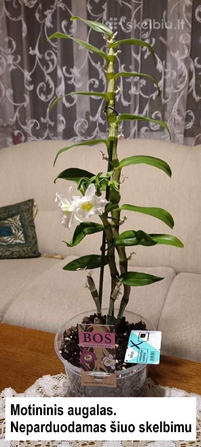 Gėlė kilnusis dendrobis (Dendrobium nobile) - nuotraukos Nr. 2