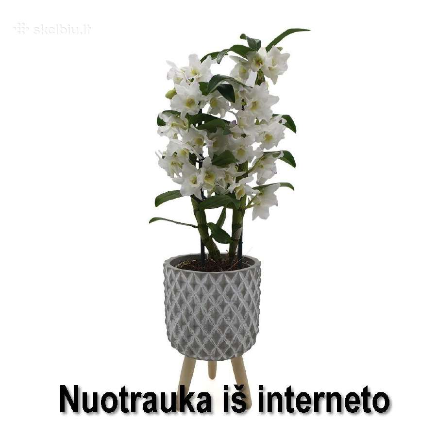 Gėlė kilnusis dendrobis (Dendrobium nobile) - nuotraukos Nr. 3