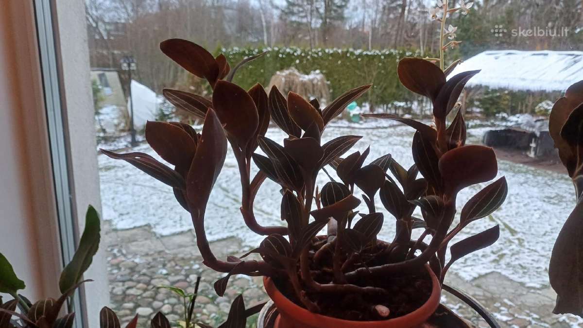 Ludisija discolor-orchidėja - nuotraukos Nr. 13