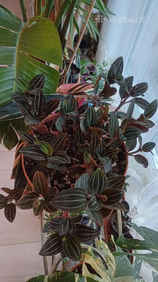 Ludisija discolor-orchidėja - nuotraukos Nr. 15