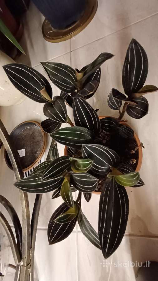 Ludisija discolor-orchidėja - nuotraukos Nr. 16