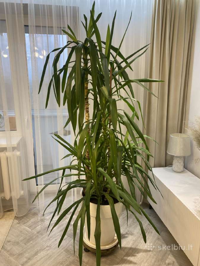 Didelė kambarinė vazoninė gėlė