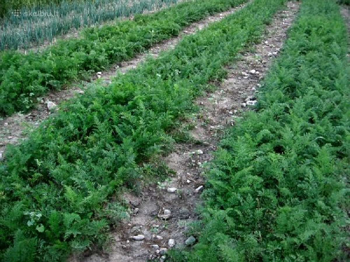 Svogūnai laiškų auginimui Stutgarten Riesen, - nuotraukos Nr. 5