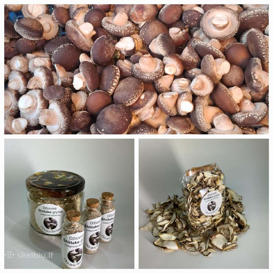 Shiitake grybai, parduodame